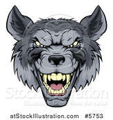 Vector Illustration of a Snarling Gray Wolf Mascot Head by AtStockIllustration