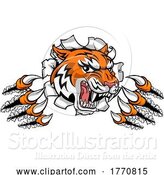 Vector Illustration of Tiger Shredding Through a Wall or Banner by AtStockIllustration