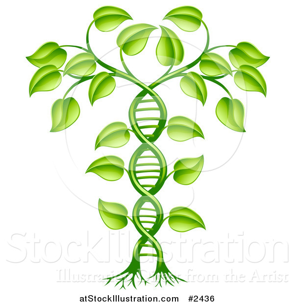 Vector Illustration of a 3d Green DNA Crop Gene Modification Helix Plant