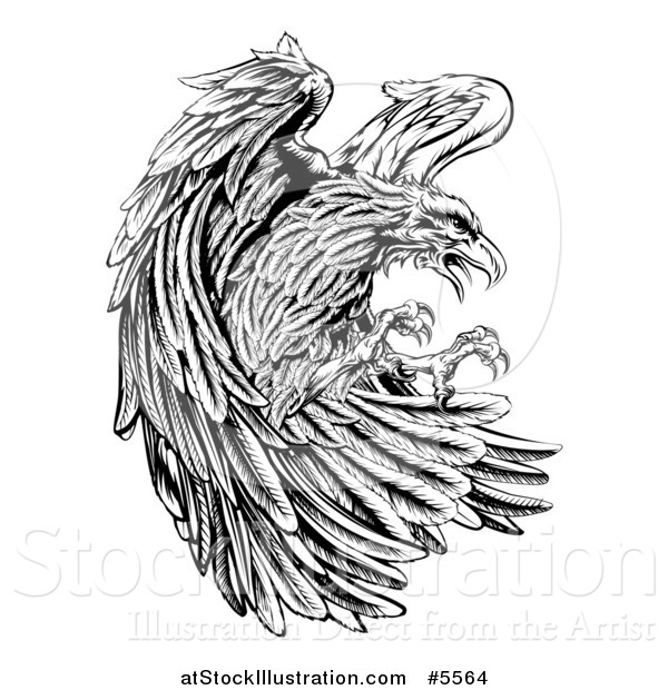 Vector Illustration of a Fierce Black and White Eagle Attacking